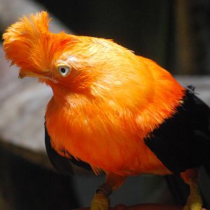 Andean Cock-of-the-rock (Rupicola peruvianus)