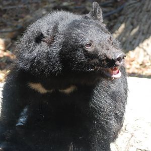 Asian black bear (Ursus thibetanus)
