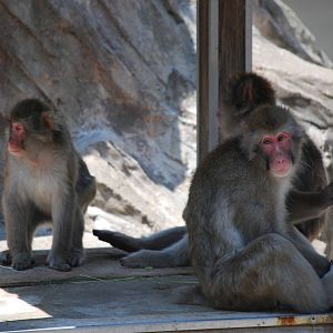 Japanese macaques (Macaca fuscata)