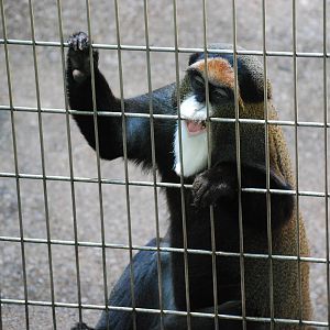 De Brazza's monkey (Cercopithecus neglectus)