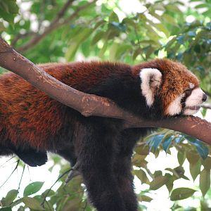 Red Panda (Ailurus fulgens)