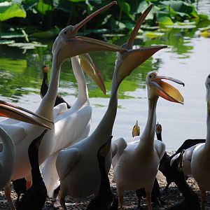 Pelican & cormorant feeding