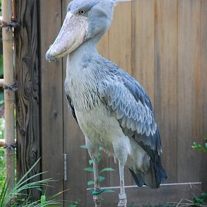 Shoebill (Balaeniceps rex)