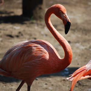 American flamingo (Phoenicopterus ruber)