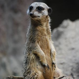 Meerkat (Suricata suricatta)