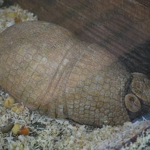Southern tree-banded armadillo (Tolypeutes matacus)