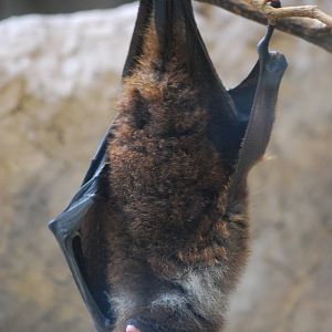 Ryukyu flying fox (Pteropus dasymallus)