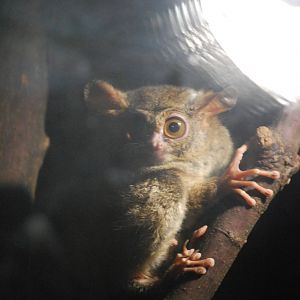 Spectral tarsier (Tarsius tarsier)