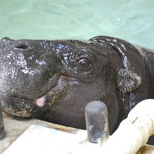 Pygmy hippopotamus (Choeropsis liberiensis)
