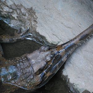 False gharial (Tomistoma schlegelii)
