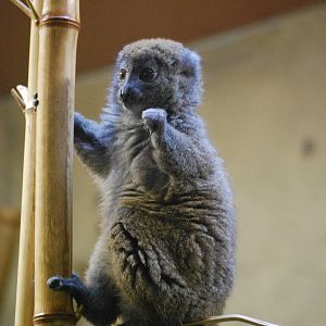 Lac Aloatra bamboo lemur (Hapalemur alaotrensis)