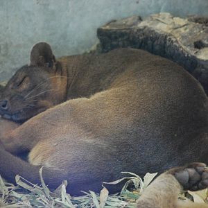 Fossa (Cryptoprocta ferox)