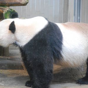 Giant panda (Ailuropoda melanoleuca)