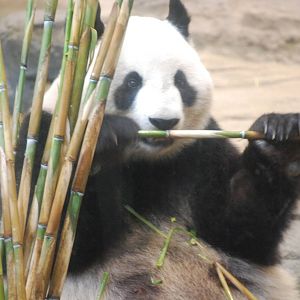 Giant panda (Ailuropoda melanoleuca)
