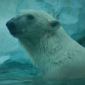 Polar bear (Ursus maritimus)