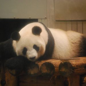Giant panda (Ailuropoda melanoleuca)