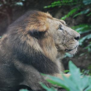 Asiatic lion (Panthera leo persica)