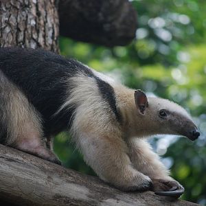 Southern tamandua (Tamandua tetradactyla)