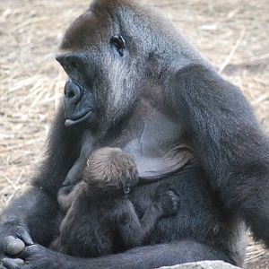 Western lowland gorilla (Gorilla gorilla gorilla)