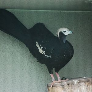 Blue-throated piping guan (Pipile cumanensis)