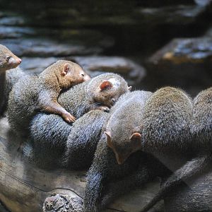 Dwarf mongooses (Helogale parvula)