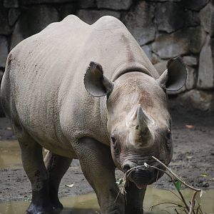 Black rhinoceros (Diceros bicornis)