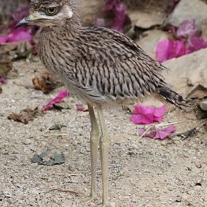 Cape Thick-knee young bird