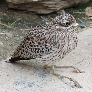 Cape Thick-knee