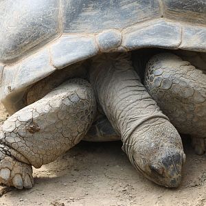 Aldabra giant tortoise