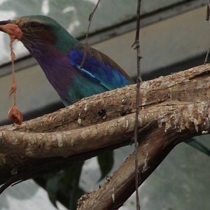 Lilac-breasted roller - eating