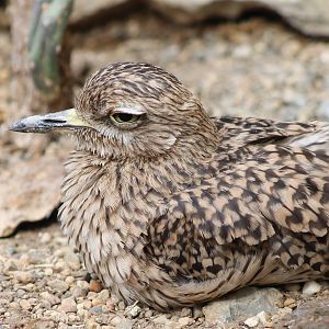 Cape Thick-knee