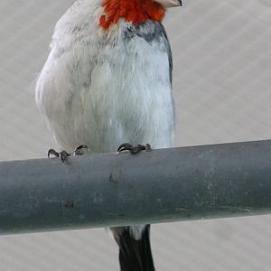 Red-crested cardinal