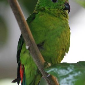 Blue-crowned hanging parrot