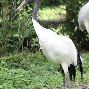 Red-crowned crane