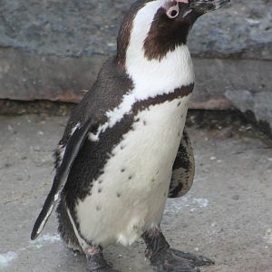 African penguin