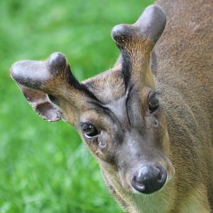 Muntjac