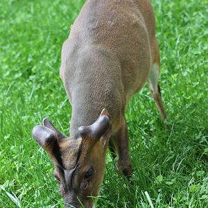 Muntjac