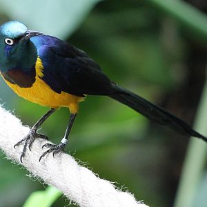 Golden-breasted starling