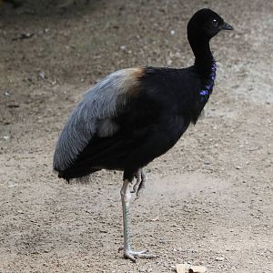 Grey-winged trumpeter
