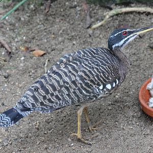 Sunbittern