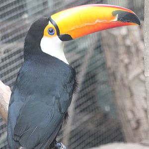 Toco toucan