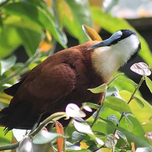 African jacana