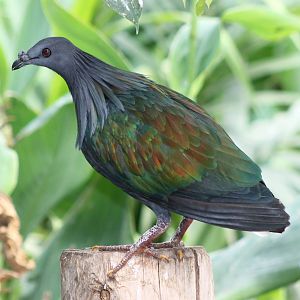 Nicobar pigeon