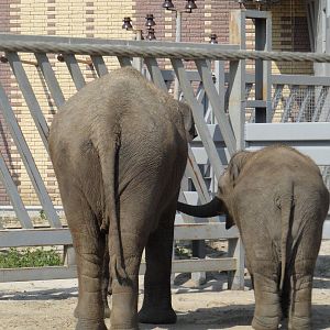 Elephant female and 1,5 year-old calf - size comparison