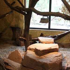 Magdeburg Zoo - Zoowelle (Meerkat)