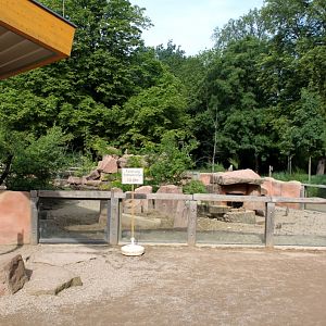 Magdeburg Zoo - Zoowelle (Meerkat)