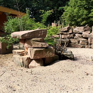 Magdeburg Zoo - Zoowelle (Meerkat)