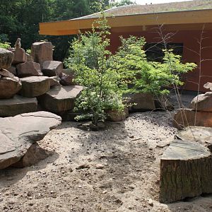 Magdeburg Zoo - Zoowelle (Meerkat)