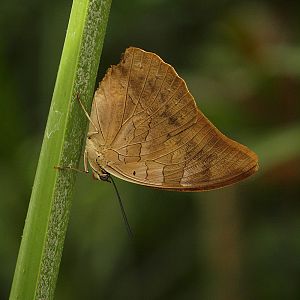 Mainau Butterfly House