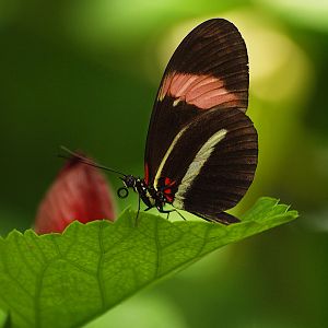 Mainau Butterfly House